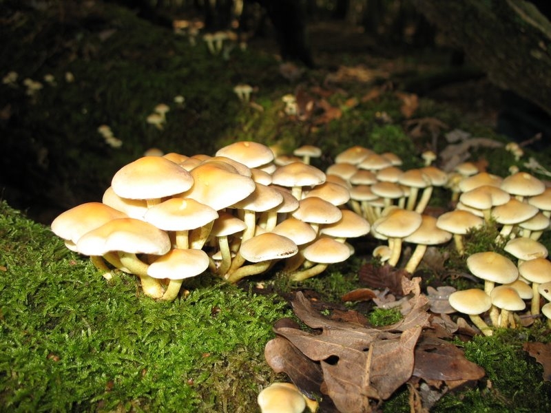 Hypholoma fasciculare